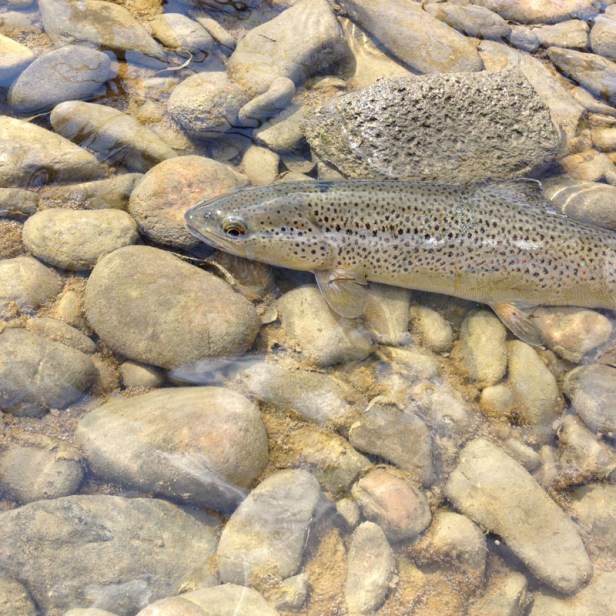IMG_2115.JPG